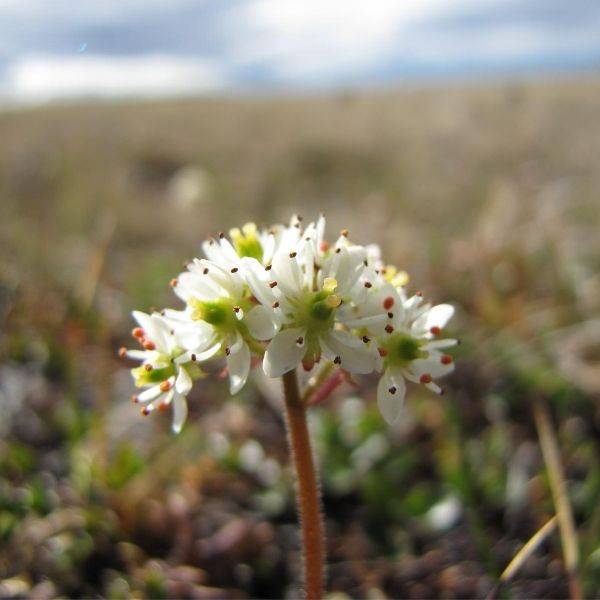 Cordate-Leaved Saxifrage